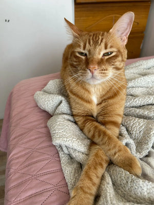 A717aca8214b5434a983bafa66a689903n.jpg
